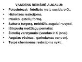 Fotosintezės teorinė medžiaga 16 puslapis