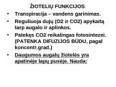 Fotosintezės teorinė medžiaga 19 puslapis