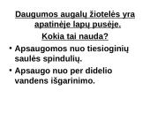 Fotosintezės teorinė medžiaga 20 puslapis