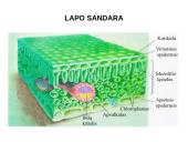 Fotosintezės teorinė medžiaga 3 puslapis