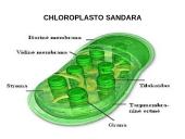 Fotosintezės teorinė medžiaga 4 puslapis