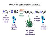Fotosintezės teorinė medžiaga 5 puslapis
