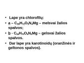 Fotosintezės teorinė medžiaga 9 puslapis