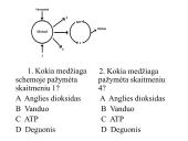 Ląstelinis kvėpavimas (klausimynas) 12 puslapis
