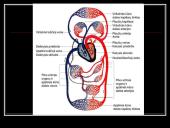 Kraują varinėja širdis 14 puslapis