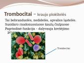 Kraujotaka ir širdis 11 puslapis