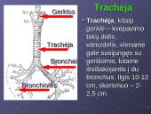 Kvėpavimo reikšmė ir sistema 11 puslapis