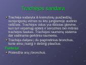 Kvėpavimo reikšmė ir sistema 12 puslapis