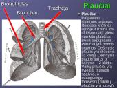 Kvėpavimo reikšmė ir sistema 15 puslapis