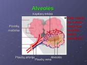 Kvėpavimo reikšmė ir sistema 17 puslapis