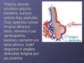 Kvėpavimo reikšmė ir sistema 18 puslapis