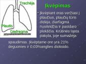 Kvėpavimo reikšmė ir sistema 20 puslapis