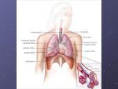 Kvėpavimo reikšmė ir sistema 5 puslapis