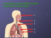 Kvėpavimo reikšmė ir sistema 6 puslapis
