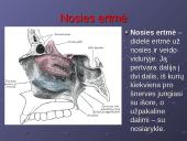 Kvėpavimo reikšmė ir sistema 7 puslapis