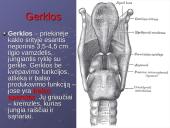 Kvėpavimo reikšmė ir sistema 8 puslapis