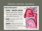 Kvėpavimo sistemas (organų funkcijos) 2 puslapis