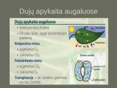 Kvėpavimo sistemas (organų funkcijos) 12 puslapis