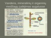 Kvėpavimo sistemas (organų funkcijos) 14 puslapis