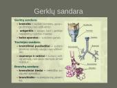 Kvėpavimo sistemas (organų funkcijos) 3 puslapis