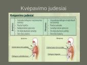 Kvėpavimo sistemas (organų funkcijos) 5 puslapis
