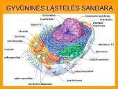 Ląstelės teorija 2 puslapis