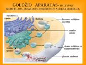 Ląstelės teorija 11 puslapis
