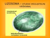 Ląstelės teorija 12 puslapis