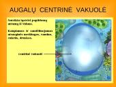 Ląstelės teorija 13 puslapis
