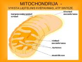 Ląstelės teorija 14 puslapis