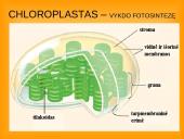 Ląstelės teorija 15 puslapis
