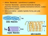 Ląstelės teorija 16 puslapis
