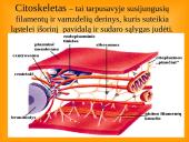 Ląstelės teorija 17 puslapis