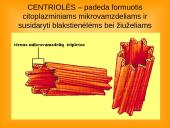 Ląstelės teorija 18 puslapis