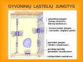 Ląstelės teorija 19 puslapis
