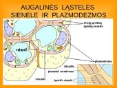 Ląstelės teorija 20 puslapis