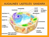 Ląstelės teorija 3 puslapis