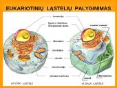 Ląstelės teorija 4 puslapis