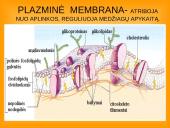 Ląstelės teorija 5 puslapis