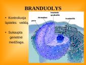 Ląstelės teorija 6 puslapis