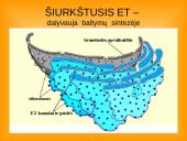 Ląstelės teorija 7 puslapis
