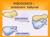 Ląstelės teorija 8 puslapis