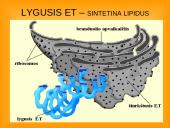 Ląstelės teorija 10 puslapis
