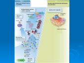 Išsamiai apie ląsteles 2 puslapis