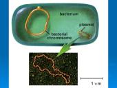 Išsamiai apie ląsteles 13 puslapis