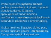 Išsamiai apie ląsteles 14 puslapis