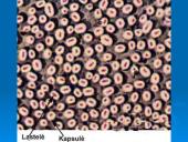 Išsamiai apie ląsteles 17 puslapis