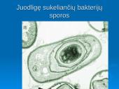 Išsamiai apie ląsteles 18 puslapis