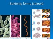 Išsamiai apie ląsteles 19 puslapis