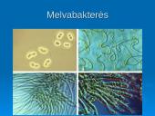 Išsamiai apie ląsteles 20 puslapis